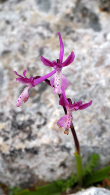 Orchis anatolica, Anatolisches Knabenkraut, Leros