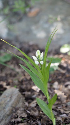 Cephalanthera longifolia, Schwertblatt-Waldvöglein, Samos
