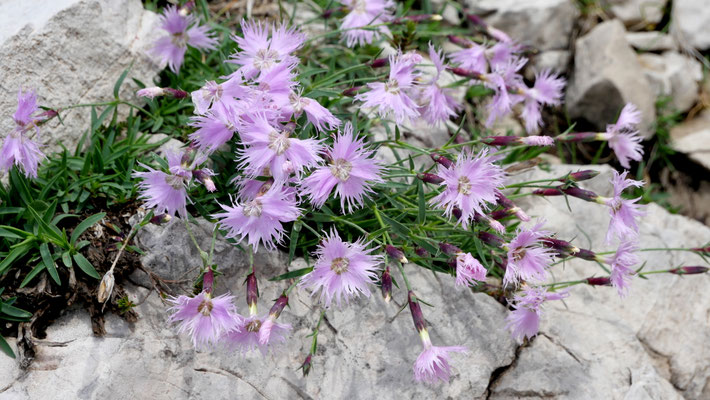 Italien, Sternbergs-Nelke, Dianthus sternbergii