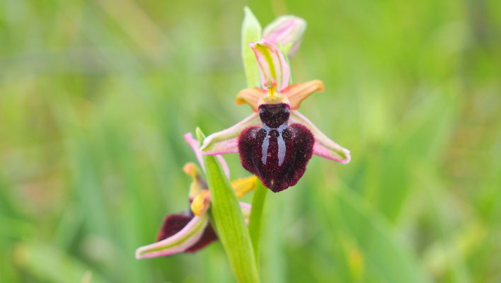 Siponto-Ragwurz, Ophrys sipontensis (Italien)