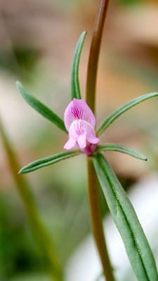 Misopates orontium, Acker-Löwenmaul