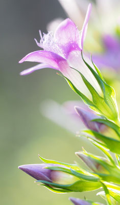Österreich, Rauer Kranz-Enzian, Gentianella aspera