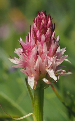 Nigritella stiriaca, Steirisches Kohlröschen, Steiermark