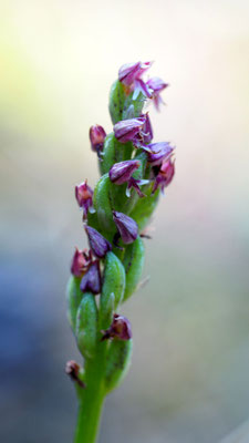 Neotinea maculata, Gefleckte Waldwurz (Keuschorchis), Samos