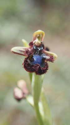 Ophrys speculum var. orientalis, Östliche Spiegel Ragwurz, Rhodos