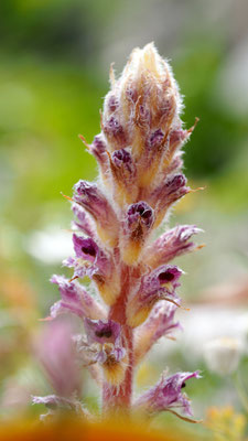 Orobanche pubescens, Weichhaarige Sommerwurz