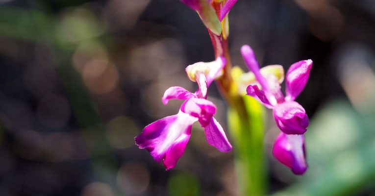 Anacamptis laxiflora, Lockerblütiges Knabenkraut