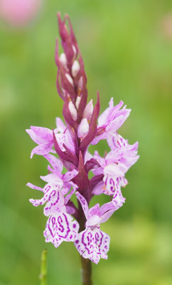 Dactylorhiza majalis, Breitblättrige Fingerwurz, Oberösterreich