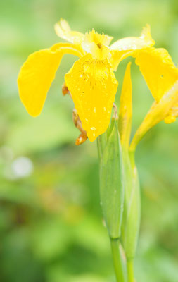 Österreich, Sumpf-Schwertlilie, iris pseudacorus