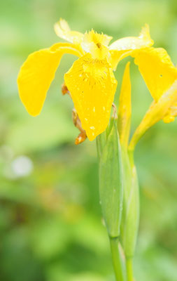 Österreich, Sumpf-Schwertlilie, Iris pseudacorus