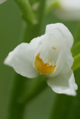Cephalanthera longifolia, Schwertblatt-Waldvöglein, Kärnten