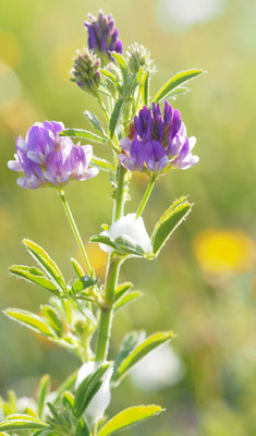 Österreich, Bastard-Luzerne, Medicago sativa