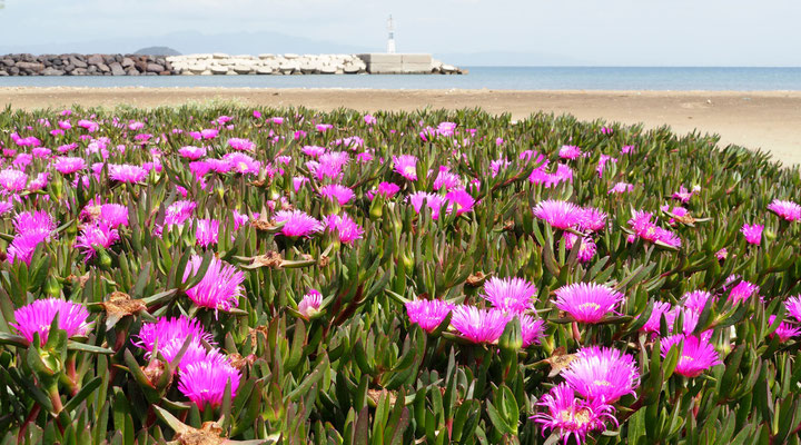 Mittagsblumen