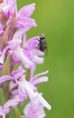Dactylorhiza majalis, Breitblättrige Fingerwurz, Oberösterreich