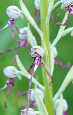 Himantoglossum adriaticum, Adriatische Riemenzunge, Niederösterreich