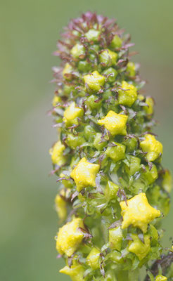 Österreich, Wollige Königskerze, Verbascum alpinum