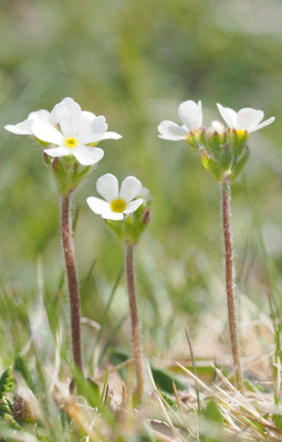 Bewimperter Mannsschild, Androsace chamaesme