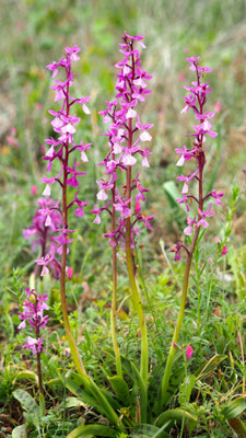 Orchis anatolica, Anatolisches Knabenkraut, Samos