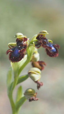 Ophrys speculum var. orientalis, Östliche Spiegel Ragwurz, Rhodos