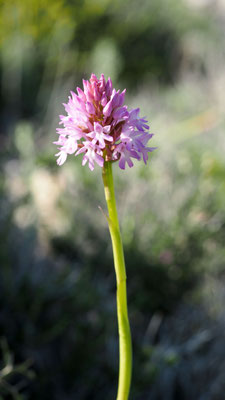 Anacamptis pyramidalis ssp. brachystachys, Kurzährige Pyramiden Hundswurz, Kalymnos