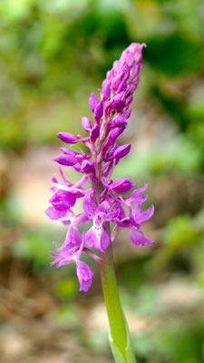 Orchis pinetorum, Kiefernwald Knabenkraut, Samos