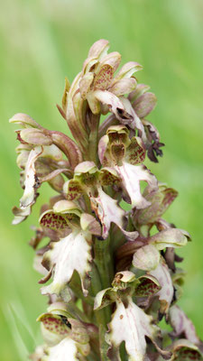 Himantoglossum robertianum, Riesen-Knabenkraut, Samos