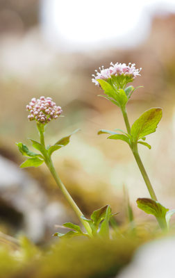 Oberösterreich, Baldrian, Valeriana