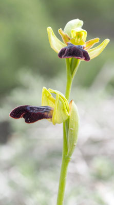 Ophrys iricolor, Regenbogen Ragwurz, Rhodos