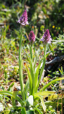 Anacamptis pyramidalis ssp. brachysstachys, Kurzährige Pyramiden-Hundswurz