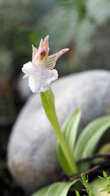 Anacamptis papillionacea ssp. aegaea, Östliches Schmetterlings-Knabenkraut, Rhodos