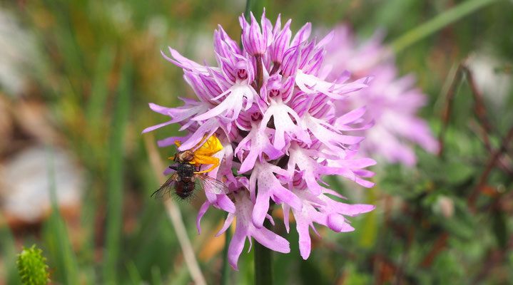Italienisches Knabenkraut, Orchis italica (Italien)