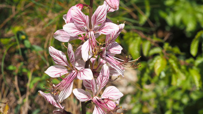 Kroatien, Diptam, Dictamnus albus