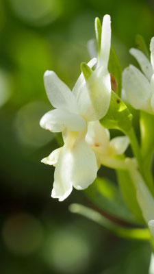 Dactylorhiza romana, Römisches Knabenkraut, Samos