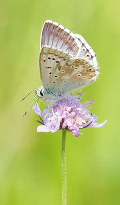 Witwenblume, Knautia mit Silbergrünem Bläuling