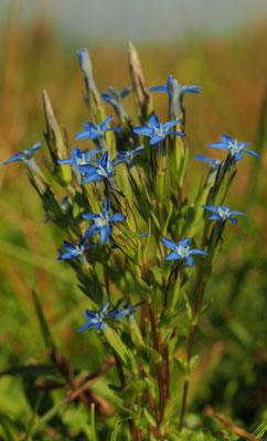 Salzburg, Schnee-Enzian, Gentiana nivalis