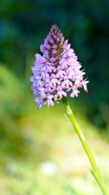 Anacamptis pyramidalis ssp. brachystachys, Kurzährige Pyramiden Hundswurz, Kos