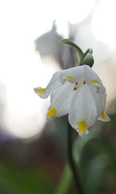 Österreich, Frühlings-Knotenblume, Leucojum vernum