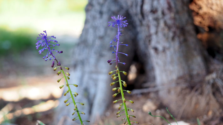 Kroatien, Schopfige Traubenhyazinthe, Muscari comosum