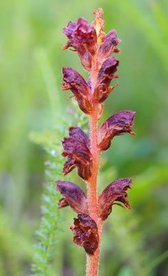 Sommerwurz, Orobanche