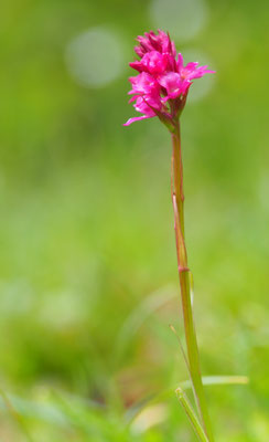 Gymnadenia odoratissima x Nigritella rhellicani = Gymnadenia heufleri, Kärnten