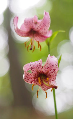 Türkenbund-Lilie, Lilium martagon