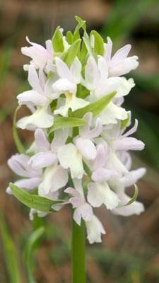 Dactylorhiza romana, Römisches Knabenkraut, Samos