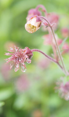Österreich, Bach-Nelkenwurz, Geum rivale
