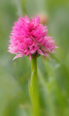 Nigritella archiducis-joannis, Erzherzog-Johann-Kohlröschen, Steiermark