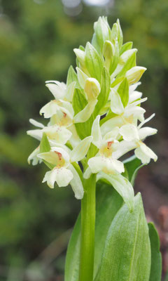 Dactylorhiza sambucina, Holunder-Fingerwurz, Montenegro