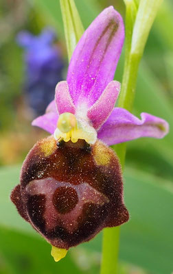 Ophrys biscutella, Brillen-Ragwurz, Italien