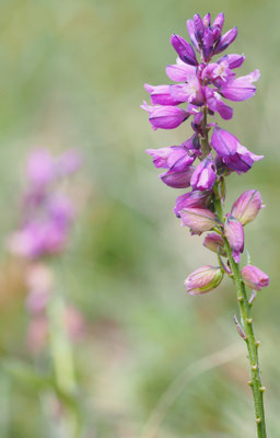 Österreich, Kreuzblume, Polygala