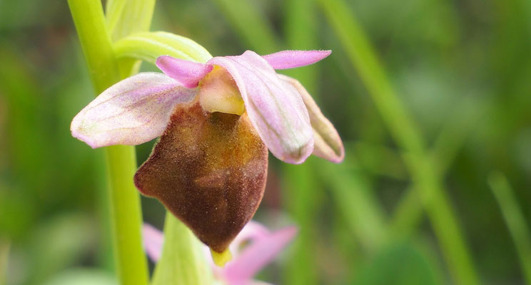 Brillen-Ragwurz, Ophrys biscutella (Italien)