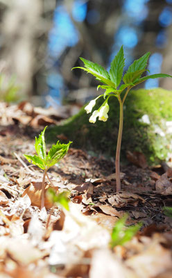 Oberösterreich, Neunblättrige Zahnwurz, Cardamine enneaphyllos