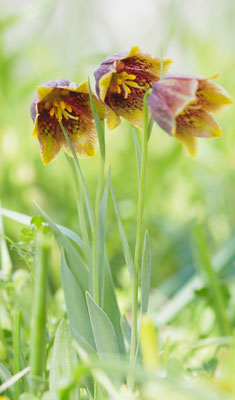 Fritillaria rhodocanakis
